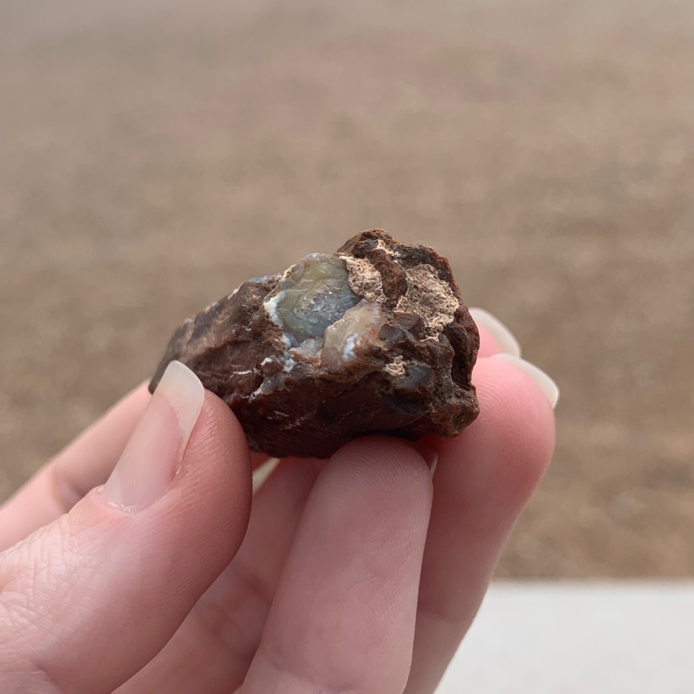 Agatized New Mexico Petrified Wood • Ancient Earth • Ancient Petrified Wood •